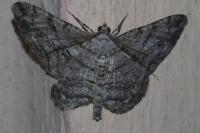 Peribatodes rhomboidaria rhomboidaria
