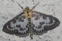 Anania hortulata