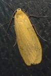 Wittia sororcula