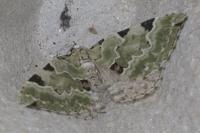 Colostygia pectinataria