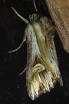 Actinotia polyodon