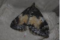 Dysstroma truncata