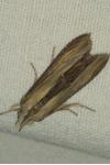 Cucullia asteris