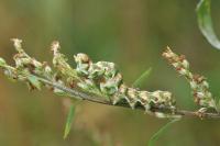 Cucullia absinthii