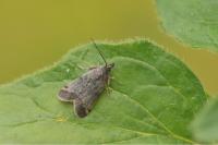 Asartodes monspesulalis