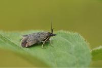 Asartodes monspesulalis