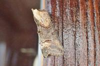 Abrostola triplasia