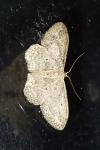 Idaea seriata
