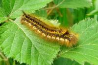 Euthrix potatoria