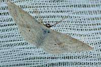 Scopula immutata