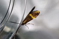 Nemophora degeerella