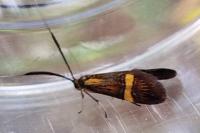 Nemophora degeerella