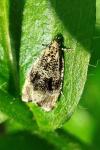 Celypha lacunana