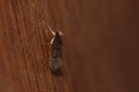 Tinea pellionella