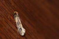 Tinea pellionella