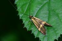 Nemophora degeerella