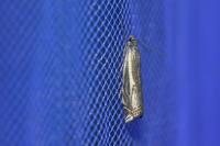 Crambus lathoniellus