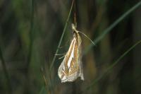 Crambus pratella