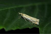 Crambus pratella