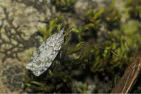 Scoparia ambigualis