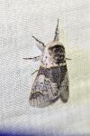 Furcula bicuspis