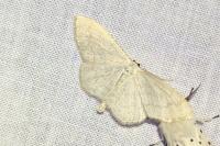 Scopula floslactata