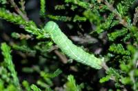 Orthosia incerta