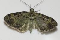 Pasiphila rectangulata
