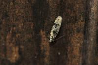 Altenia scriptella