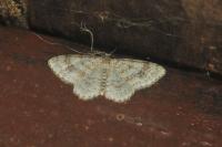 Hydrelia sylvata