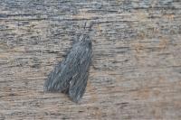 Cucullia lactucae