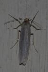 Eilema caniola