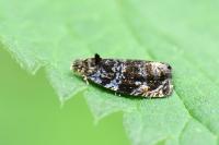 Pristerognatha fuligana
