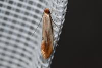 Tinea semifulvella