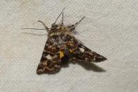 Anarta myrtilli