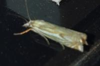 Crambus lathoniellus
