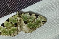 Colostygia pectinataria