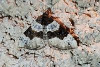 Cosmorhoe ocellata