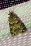 Eudonia mercurella