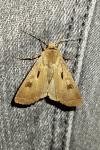 Agrotis exclamationis exclamationis