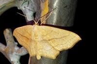 Scopula imitaria