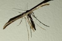 Emmelina monodactyla