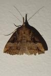 Hypena rostralis
