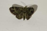Pasiphila rectangulata