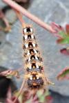 Acronicta rumicis