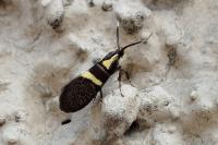 Dasycera oliviella