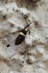 Dasycera oliviella