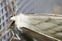 Cabera pusaria