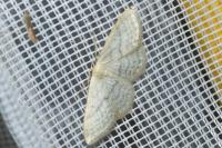 Idaea subsericeata