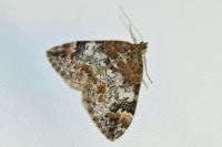 Dysstroma citrata